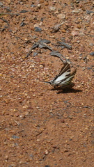 Protographium leosthenes