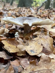 Clitocybe nebularis