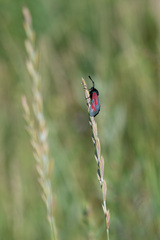 Zygaena minos