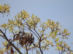 Terminalia sericea