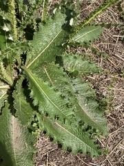 Berkheya setifera