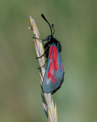 Zygaena minos