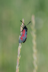 Zygaena minos