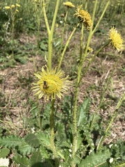 Berkheya setifera