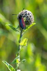 Zygaena minos