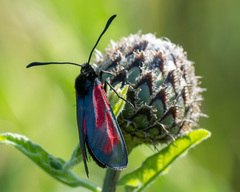Zygaena minos
