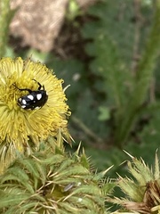 Mausoleopsis amabilis
