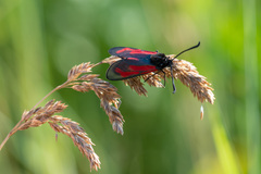 Zygaena minos