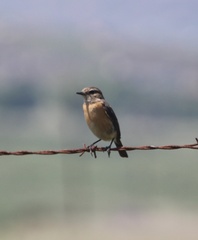 Saxicola torquatus