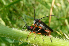 Phytoecia affinis