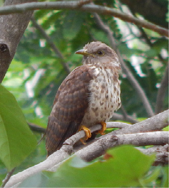 Common Hawk-Cuckoo / அக்கா குயில் / Akka kuyil (Birds of Tiruvannamalai ...