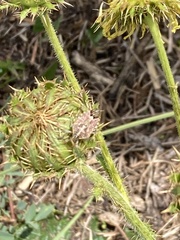 Agonoscelis puberula