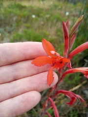 Watsonia meriana