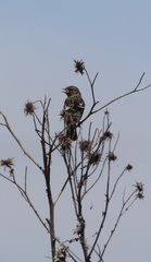 Saxicola torquatus