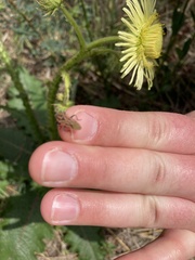 Agonoscelis puberula