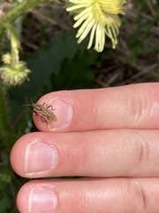 Agonoscelis puberula