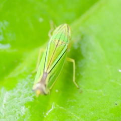 Sibovia