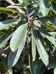 Protorhus longifolia