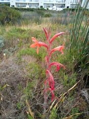 Watsonia meriana