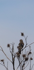 Saxicola torquatus