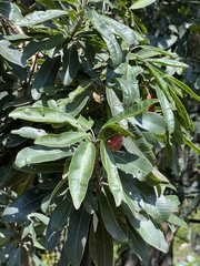 Protorhus longifolia