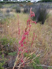 Watsonia meriana