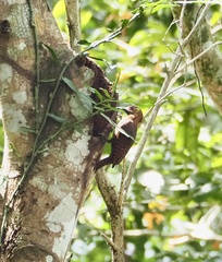 Micropternus brachyurus