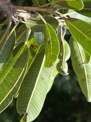 Protorhus longifolia