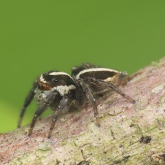 Leptofreya