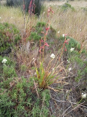 Watsonia meriana