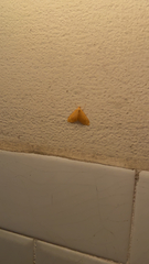 Eubaphe