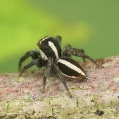 Leptofreya