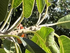 Protorhus longifolia