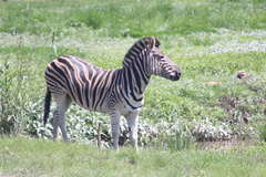 Equus quagga