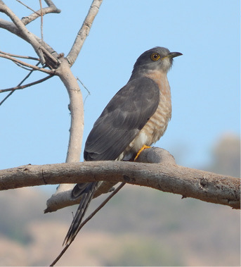 Common Hawk-Cuckoo / அக்கா குயில் / Akka kuyil (Birds of Tiruvannamalai ...