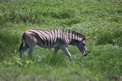 Equus quagga