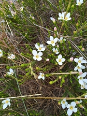 Lachnaea grandiflora