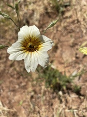 Salpiglossis sinuata