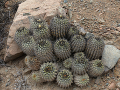 Copiapoa gigantea