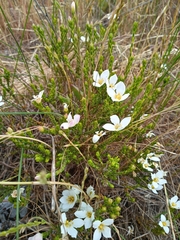 Lachnaea grandiflora