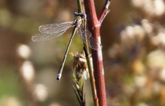 Lestes virens