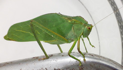 Steirodon