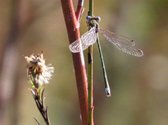 Lestes virens