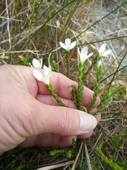Lachnaea grandiflora