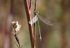 Lestes virens