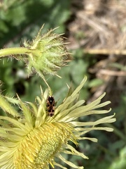 Horvathiolus delicatulus