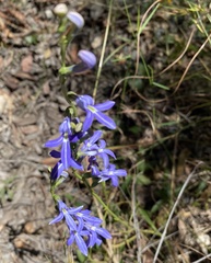 Lobelia gibbosa