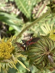 Rhynocoris segmentarius