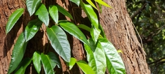 Parsonsia
