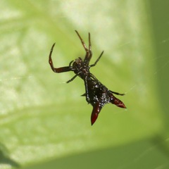 Micrathena sagittata